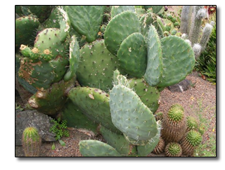 round prickly